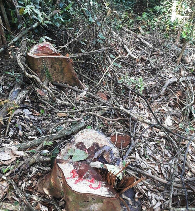 Năm 2017 đ&atilde; xảy ra 730 vụ vi phạm l&acirc;m luật, l&acirc;m sản, khởi tố h&igrave;nh sự 39 đối tượng.