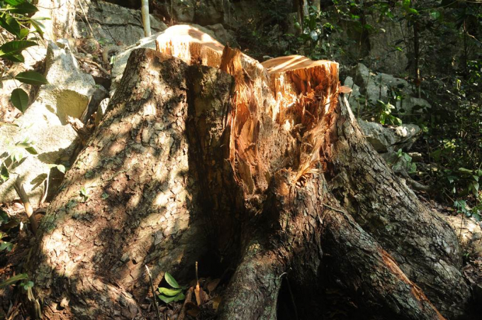 h&igrave;nh ảnh c&acirc;y gỗ nghiến mới bị c&aacute;c đối tượng đốn hạ trong Vườn Quốc gia Ba Bể.