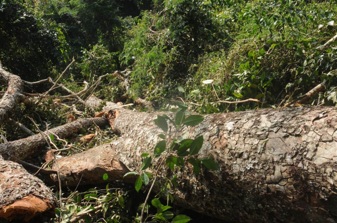 C&acirc;y gỗ nghiến c&oacute; chiều d&agrave;i 9m v&agrave; đường k&iacute;nh rộng 1m với tổng khối lượng l&agrave; 10.381 m3.