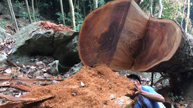 Bắc Kạn: Nghiến rừng lại bị chặt hạ trong Vườn quốc gia Ba Bể, lực lượng chức năng ở đ&acirc;u?