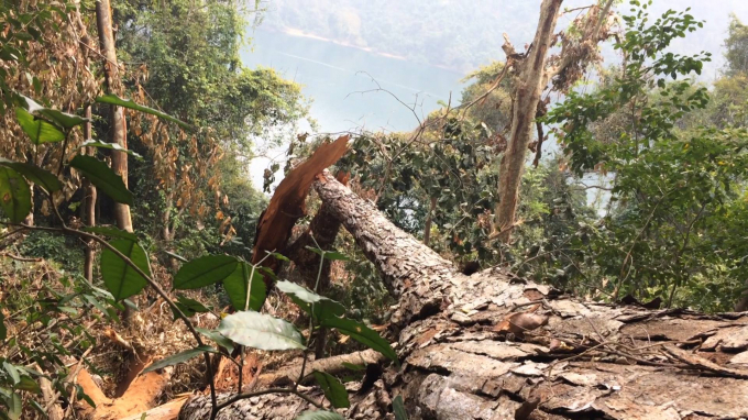 C&acirc;y gỗ nghiến bị chặt hạ được ph&aacute;t hiện đầu năm nay.