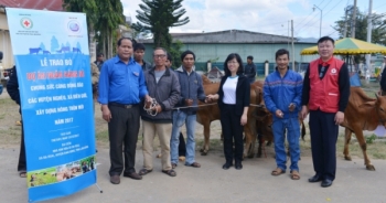 Công ty  sữa Cô gái Hà Lan tặng bò cho nông dân nghèo