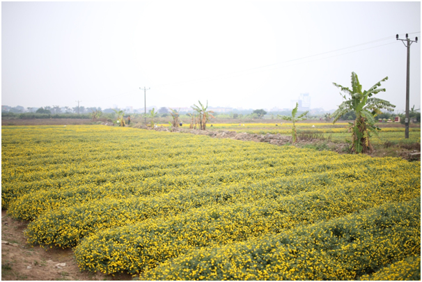 C&aacute;ch H&agrave; Nội khoảng 30 km, đi qua cầu Vĩnh Tuy đến Quốc lộ 5, tới thị trấn Như Quỳnh, rẽ chợ Như Quỳnh, Văn L&acirc;m khoảng 2 km l&agrave; tới c&aacute;nh đồng hoa c&uacute;c th&ocirc;n Nghĩa Trai.