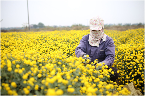 C&aacute;nh đồng th&ocirc;n Nghĩa Trai, x&atilde; T&acirc;n Quang, huyện Văn L&acirc;m, tỉnh Hưng Y&ecirc;n những ng&agrave;y n&agrave;y được phủ một m&agrave;u v&agrave;ng rực rỡ của c&aacute;c luống hoa c&uacute;c chi đang v&agrave;o m&ugrave;a thu hoạch.&nbsp;Đ&acirc;y l&agrave; l&agrave;ng nghề chuy&ecirc;n trồng c&acirc;y dược liệu c&oacute; truyền thống từ l&acirc;u đời.&nbsp;