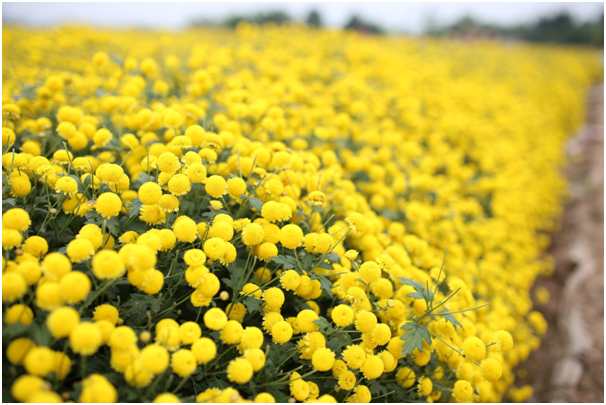 Những kh&oacute;m c&uacute;c m&agrave;u v&agrave;ng tươi trải d&agrave;i tr&ecirc;n c&aacute;ch đồng tr&ocirc;ng như một chiếc thảm khổng lồ.