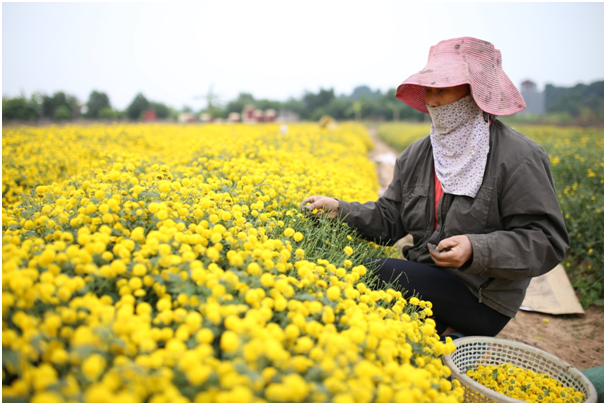 C&uacute;c chi c&ograve;n được gọi l&agrave; kim c&uacute;c, c&uacute;c hoa v&agrave;ng hay ho&agrave;ng c&uacute;c, thường được trồng l&agrave;m cảnh, lấy pha tr&agrave; hay l&agrave;m thuốc.&nbsp;Sự t&iacute;ch kể lại rằng hoa kim c&uacute;c (người d&acirc;n thường gọi tắt l&agrave; hoa c&uacute;c) được trồng để d&acirc;ng l&ecirc;n vua ch&uacute;a l&agrave;m dược liệu n&ecirc;n c&ograve;n c&oacute; t&ecirc;n gọi kh&aacute;c l&agrave; c&uacute;c &ldquo;tiến vua&rdquo;.