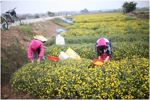 Nhiều bạn nhỏ tranh thủ l&uacute;c nghỉ học ra đồng thu hoạch hoa phụ gi&uacute;p gia đ&igrave;nh.
