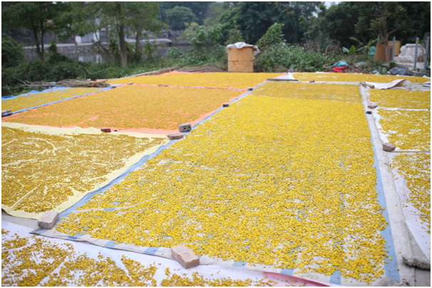 Hoa sau khi thu hoạch sẽ được người d&acirc;n mang về phơi kh&ocirc; trong nhiều ng&agrave;y trước khi cho v&agrave;o l&ograve; sấy kh&ocirc;.