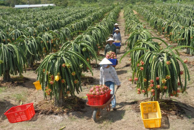 Thanh long VN đ&atilde; được xuất sang &Uacute;c Ảnh: Gia Khi&ecirc;m