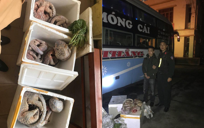 11 c&aacute; thể t&ecirc; t&ecirc; đ&atilde; chết bị lực lượng chức năng thu giữ.