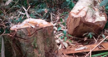 Một năm phát hiện 6.000 vụ phá rừng ở phía Bắc