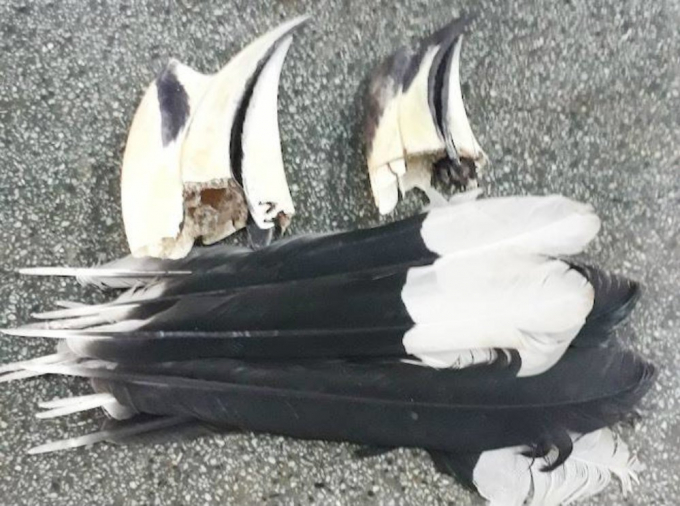 Lực lượng chức năng thu giữ l&ocirc;ng v&agrave; mỏ chim