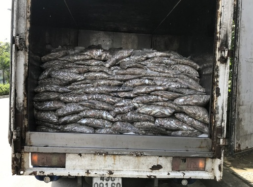 Số lượng c&aacute; thối bị lực lượng chức năng ph&aacute;t hiện. Ảnh CTV.