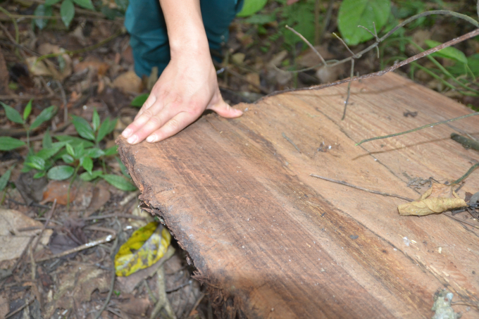 Mặc d&ugrave; cơ quan chức năng tỉnh H&agrave; Giang đ&atilde; tăng cường c&ocirc;ng t&aacute;c quản l&yacute;, nhưng rừng đặc dụng Phong Quang vẫn kh&ocirc;ng ngừng