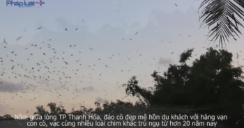 Đẹp mê hồn "đảo cò" giữa lòng TP Thanh Hóa