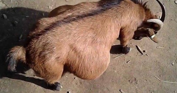 Quan hệ với dê đang mai thai, người đàn ông lĩnh án 15 năm tù khổ sai