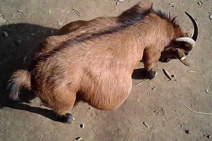 Quan hệ với d&ecirc; đang mai thai, người đ&agrave;n &ocirc;ng lĩnh &aacute;n 15 năm t&ugrave; khổ sai