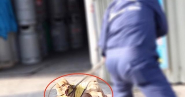 Bắt chó thả rông: Nghề "nghe chửi"