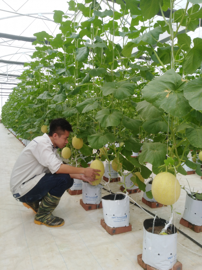 Những c&acirc;y dưa lưới được ứng dụng c&ocirc;ng nghệ trong trồng trọt v&agrave; chăm s&oacute;c, đảm bảo năng suất v&agrave; chất lượng &ldquo;trăm quả như một&rdquo;.