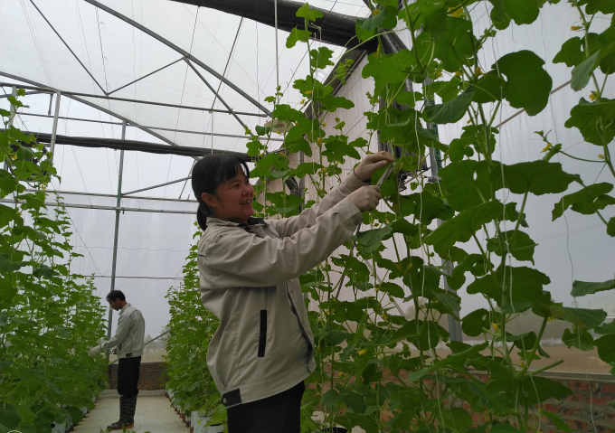 Giải ph&aacute;p n&agrave;y hiện đ&atilde; được nhiều n&ocirc;ng trại, nh&agrave; vườn ứng dụng đạt hiệu quả cao.