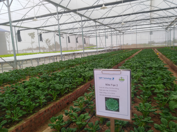 Trong nh&agrave; m&agrave;ng n&agrave;y, nhiều loại rau quả đang được trồng theo từng khu vực, chứng minh ưu thế vượt trội khi ứng dụng c&ocirc;ng nghệ cao v&agrave;o sản xuất n&ocirc;ng nghiệp.