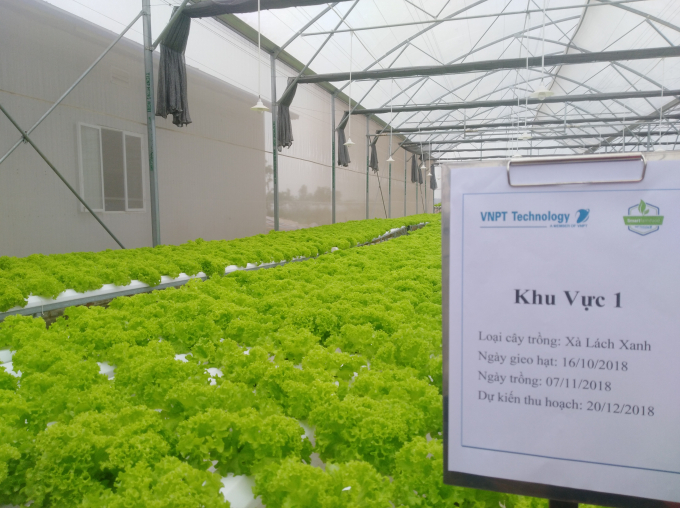 Khu vực trồng x&agrave; l&aacute;ch xanh bằng phương ph&aacute;p thủy canh