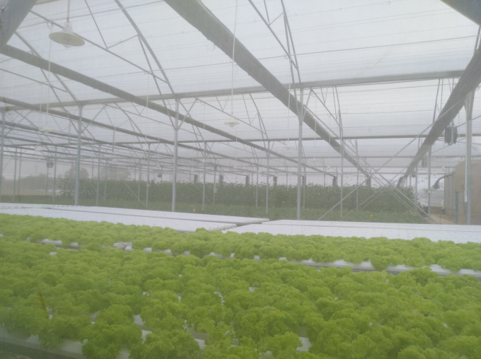 To&agrave;n bộ khu vực nh&agrave; m&agrave;ng ứng dụng giải ph&aacute;p N&ocirc;ng nghiệp th&ocirc;ng minh của VNPT Technology. D&ugrave; thời tiết mưa lạnh, m&ocirc;i trường trồng trọt trong nh&agrave; m&agrave;ng vẫn được đảm bảo ổn định.