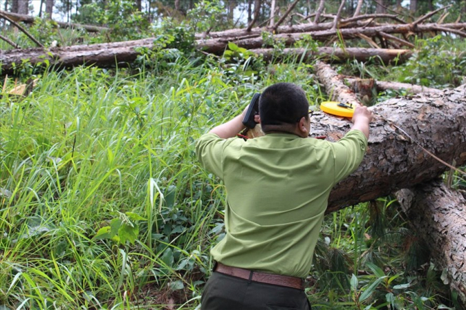 Thời gian qua tr&ecirc;n địa b&agrave;n tỉnh L&acirc;m Đồng li&ecirc;n tiếp xảy ra c&aacute;c vụ ph&aacute; rừng.