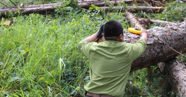 Lâm Đồng: Điều tra, xử lý các vụ phá rừng, hủy hoại rừng có dấu hiệu hình sự