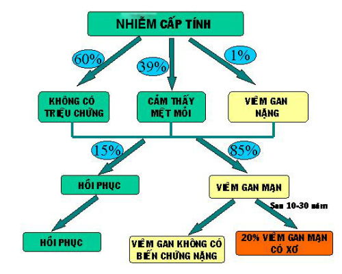 Sơ đồ nhiễm si&ecirc;u vi vi&ecirc;m gan C.