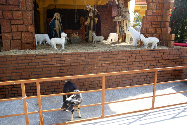 Ph&iacute;a ngo&agrave;i s&acirc;n một c&acirc;y th&ocirc;ng lớn đ&atilde; được dựng xong, b&ecirc;n cạnh l&agrave; tiểu cảnh m&ocirc; phỏng thời khắc ch&uacute;a gi&aacute;ng sinh, đặc biệt năm nay c&oacute; th&ecirc;m 2 con d&ecirc; tr&ocirc;ng rất sinh động.