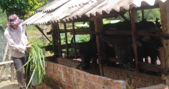 Vốn chính sách vun mầm no ấm ở Minh Long