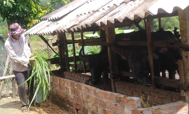 Gia đ&igrave;nh anh Đinh Văn Ki&ecirc;n (th&ocirc;n Mai L&atilde;nh Trung, x&atilde; Long Mai, huyện Minh Long, Quảng Ng&atilde;i) nhờ &ldquo;lực đẩy&rdquo; từ vốn ch&iacute;nh s&aacute;ch đ&atilde; tho&aacute;t ngh&egrave;o, x&acirc;y được nh&agrave; ki&ecirc;n cố, giờ đ&atilde; c&oacute; hơn chục con tr&acirc;u b&ograve;, trồng được 8ha keo, kinh tế gia đ&igrave;nh đ&atilde; được cải thiện đ&aacute;ng kể, vươn l&ecirc;n bền vững.