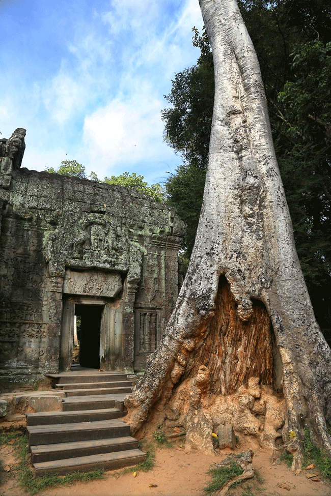 Với c&aacute;i c&acirc;y si&ecirc;u to mọc l&ecirc;n từ di t&iacute;ch đổ n&aacute;t, ng&ocirc;i đền Ta Prohm trở n&ecirc;n k&igrave; b&iacute; hơn bao giờ hết. Du kh&aacute;ch đến đ&acirc;y sẽ thấy ấn tượng với bầu kh&ocirc;ng kh&iacute; đầy m&ecirc; hoặc của ng&ocirc;i đền nổi tiếng nhất của Angkor ở Si&ecirc;m Riệp, Campuchia