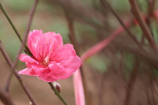 &Ocirc;ng Ngọ, chủ một vườn đ&agrave;o Nhật T&acirc;n cho biết : &ldquo;Lạnh th&igrave; c&ograve;n c&oacute; c&aacute;ch chữa, chứ nắng ấm tr&ecirc;n 20 độ thế n&agrave;y th&igrave; chịu&rdquo;