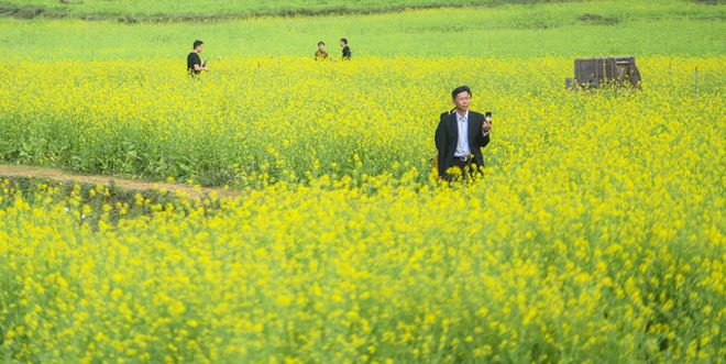 V&agrave;o m&ugrave;a đ&ocirc;ng, một nửa diện t&iacute;ch thung lũng l&agrave; m&agrave;u v&agrave;ng của hoa cải. Lo&agrave;i hoa n&agrave;y chỉ nở trong khoảng 20 ng&agrave;y v&agrave; đẹp nhất trong th&aacute;ng 12.