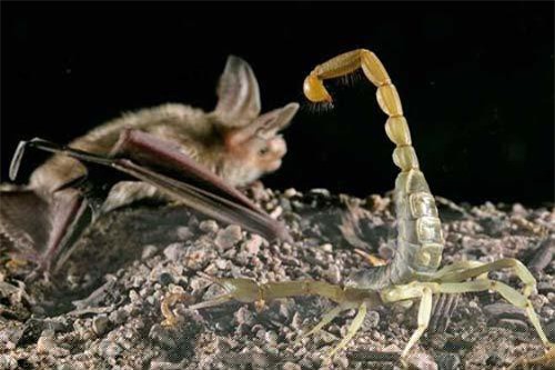 1001 thắc mắc: V&igrave; sao nọc bọ cạp tử thần l&agrave; chất lỏng đắt nhất h&agrave;nh tinh - ảnh 2