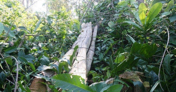 Bí thư Tỉnh uỷ Đồng Nai chỉ đạo làm rõ việc phá rừng ở Khu Bảo tồn thiên nhiên văn hóa