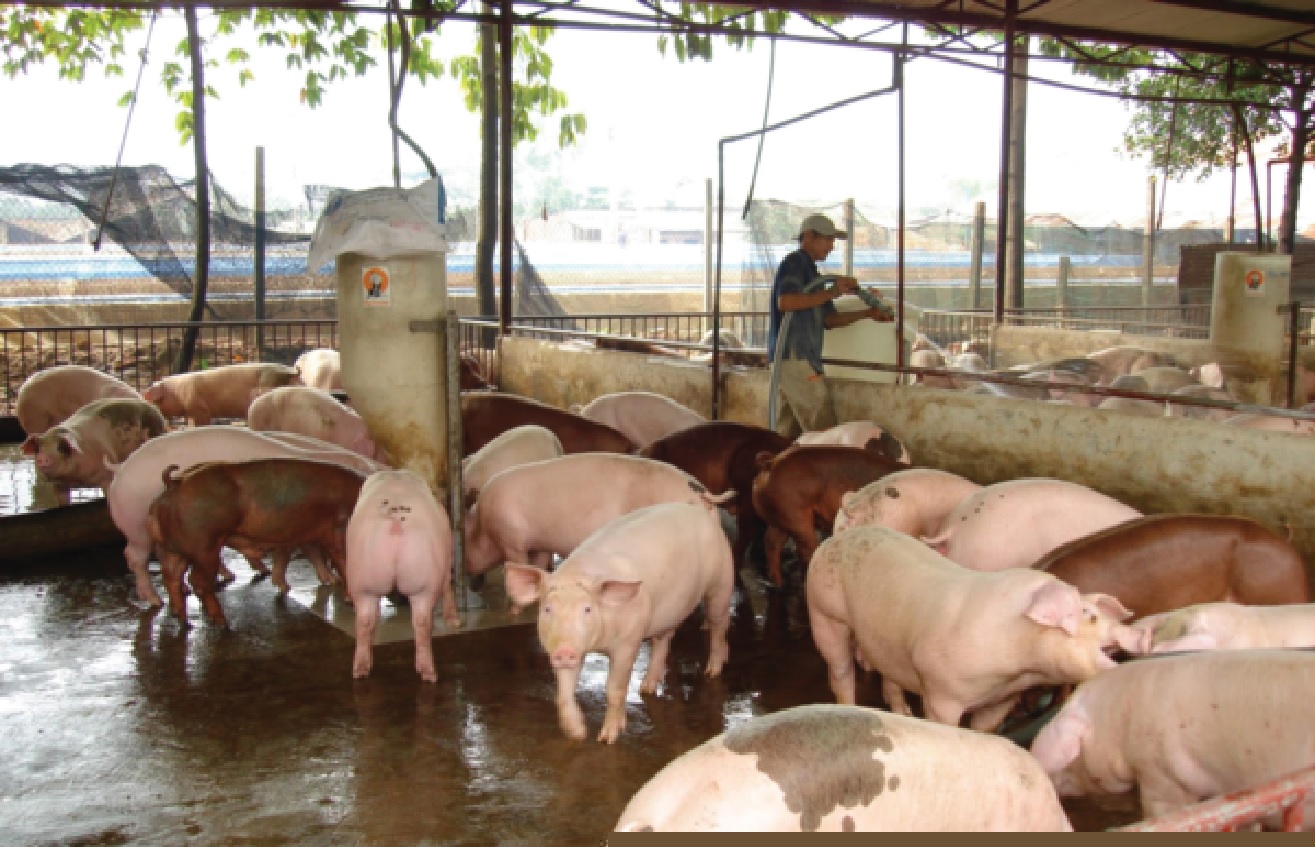 gia heo hoi hom nay 29/12: