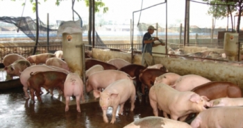 Giá heo hơi hôm nay 29/12: "Ông lớn" đồng loạt giảm giá, sóng lặng