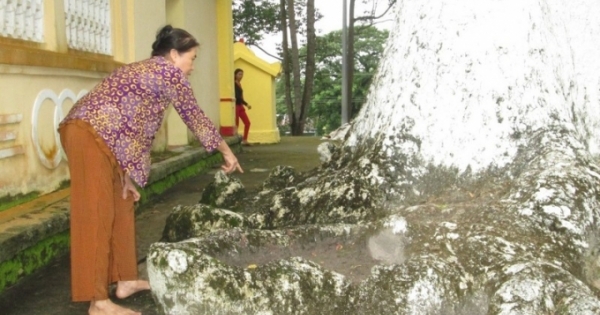 Linh thiêng cây dầu trăm tuổi ở Thoại Sơn