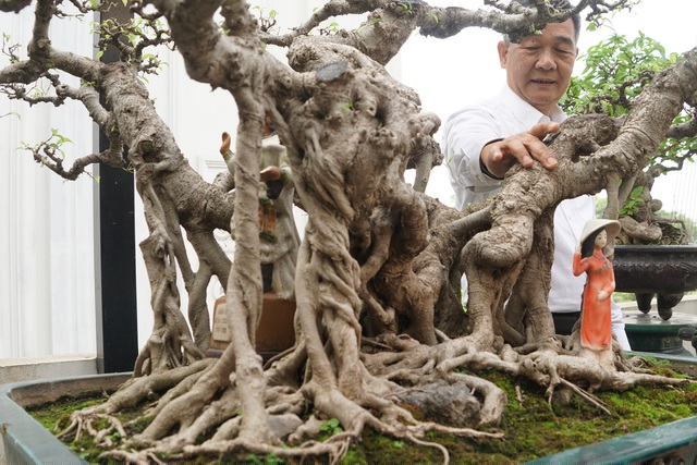 Đây là dòng sanh quê, rất chậm lớn. Giá trị của cây hiện lên đến gần 1 tỷ đồng