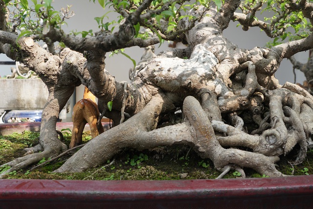 Bệ rễ bệt vào nhau rất mịn. Giá trị cây hiện cũng gần 1 tỷ đồng