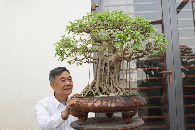 Cây sanh dáng đa làng có giá khoảng 200 triệu đồng