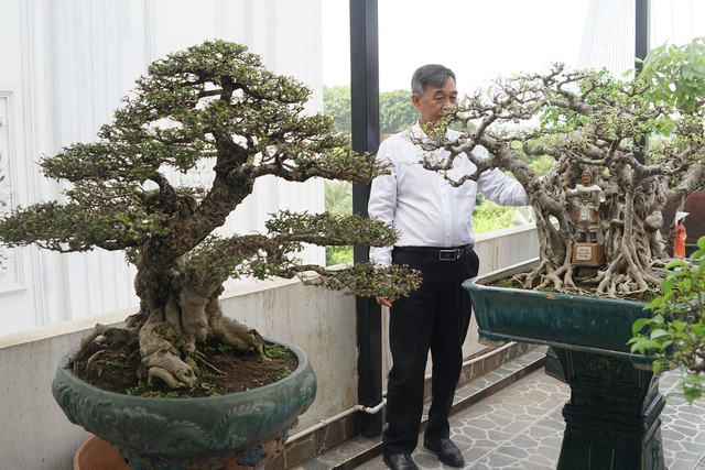 Cây mai chiếu thủy dáng siêu rất nghệ thuật có nguồn gốc từ miền Nam