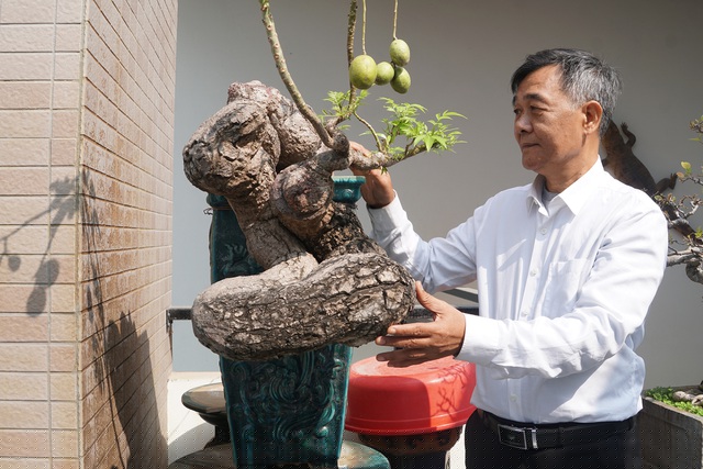 Cây cóc có dáng quái, dáng thế do thiên nhiên tạo tác