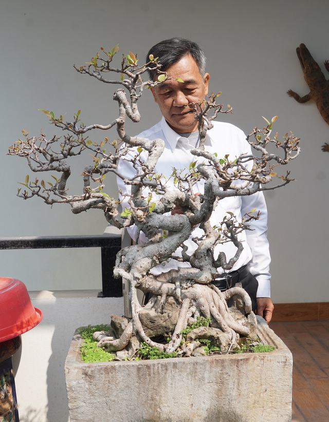 Tác phẩm si cổ rất già, trắng từ gốc lên đến dăm chi. Cây có giá khoảng 100 triệu đồng