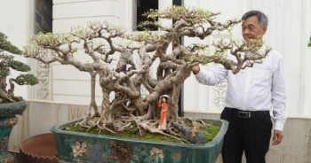 Đại gia chi gần 10 tỷ đồng mua cây cảnh đặt trên sân thượng ngắm mỗi ngày