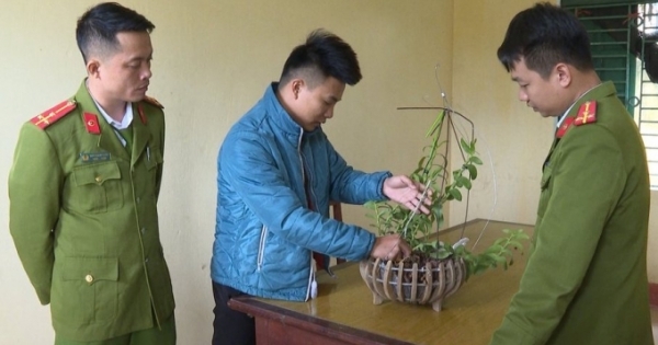 Phú Thọ: Dán keo 502 để "hô biến" phong lan thường thành đột biến để lừa cả tỷ đồng