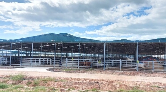 Trang trại bò 193ha xây dựng trên… đất rừng